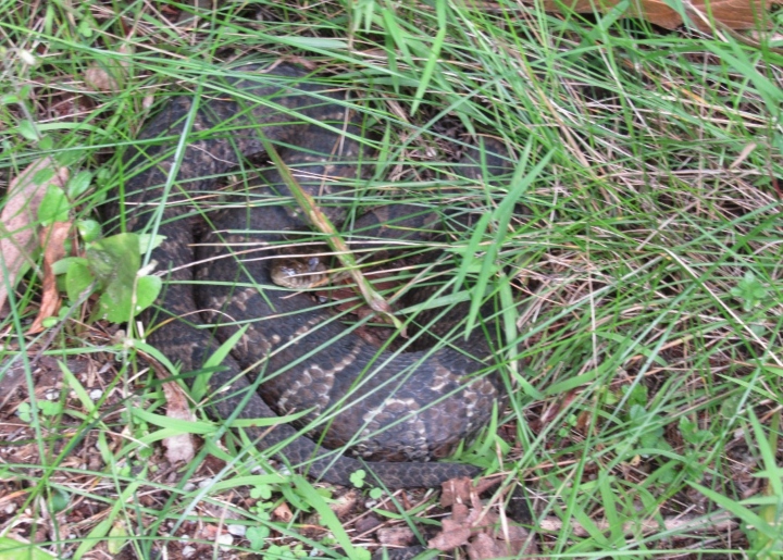 Northern Water Snake